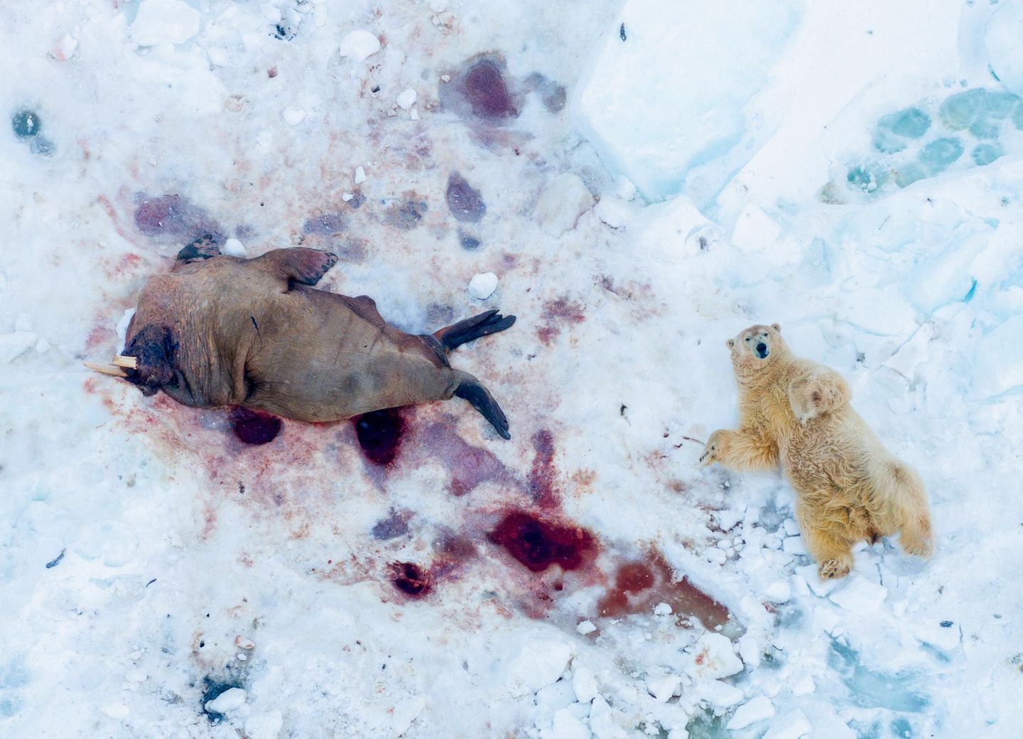 Eisbär mit Walross