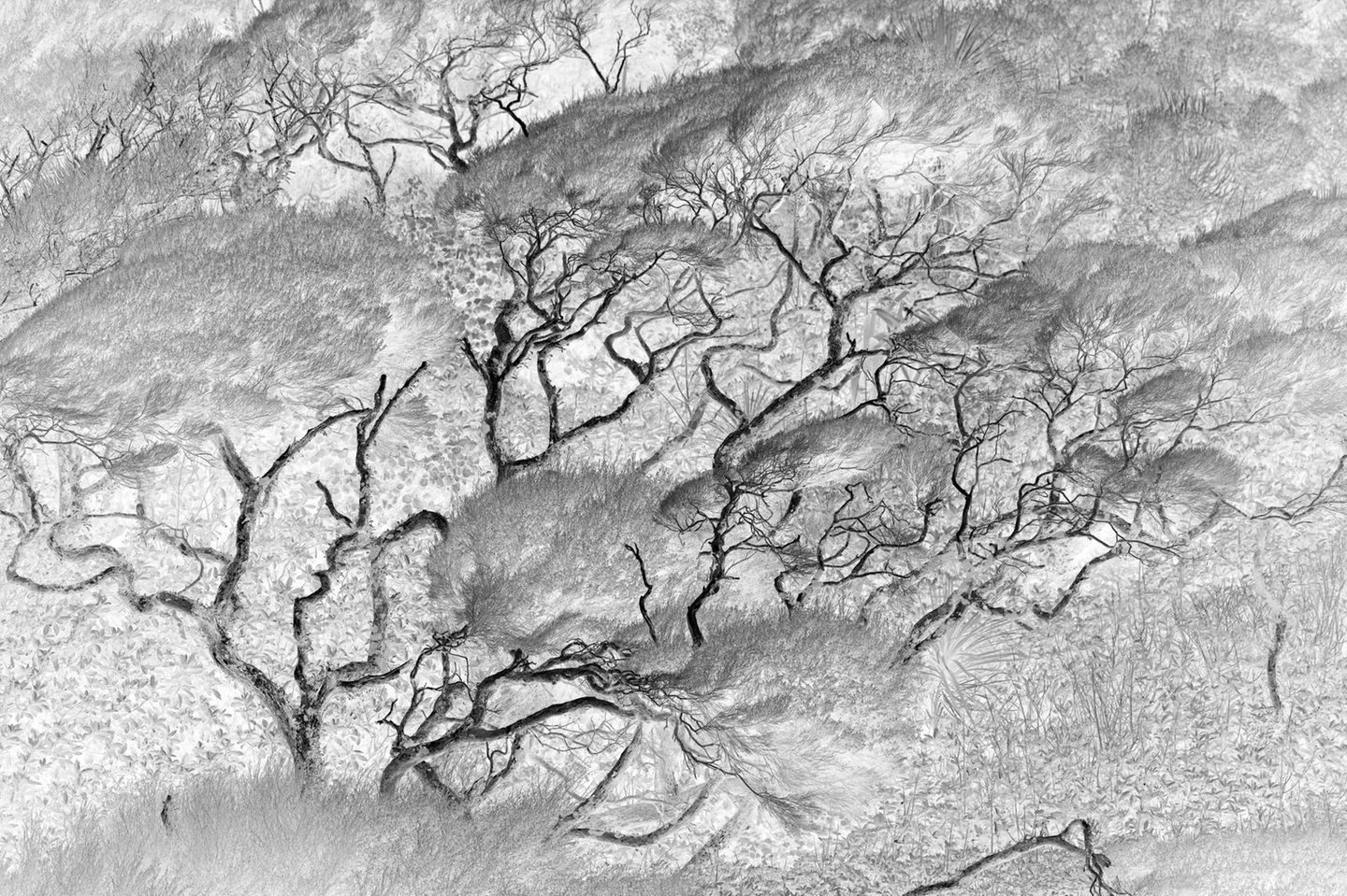 Farbflüchter Küstenwald