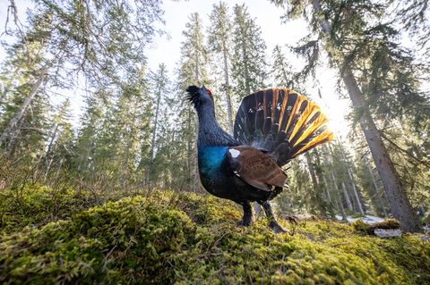 Auerhahn im Wald