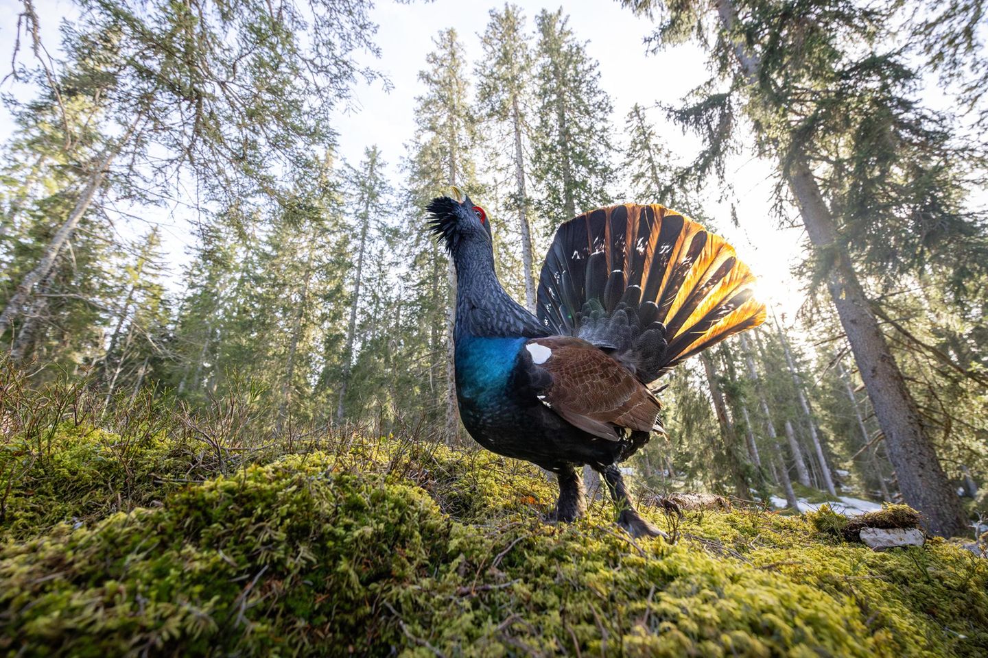 Auerhahn im Wald