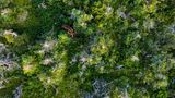 Elch im Wald