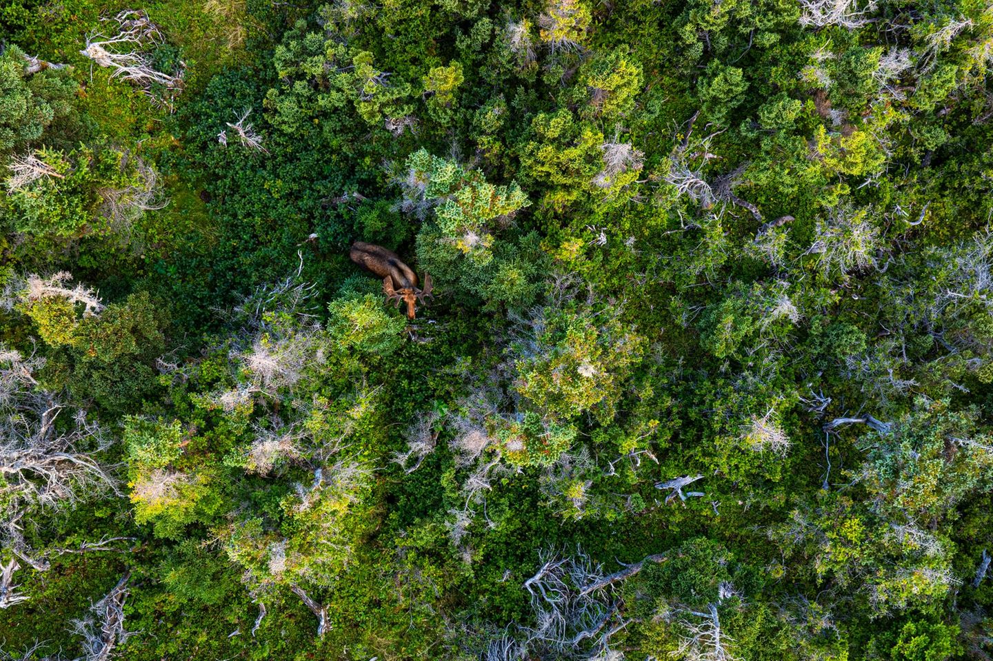 Elch im Wald