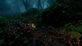 Gecko im Wald