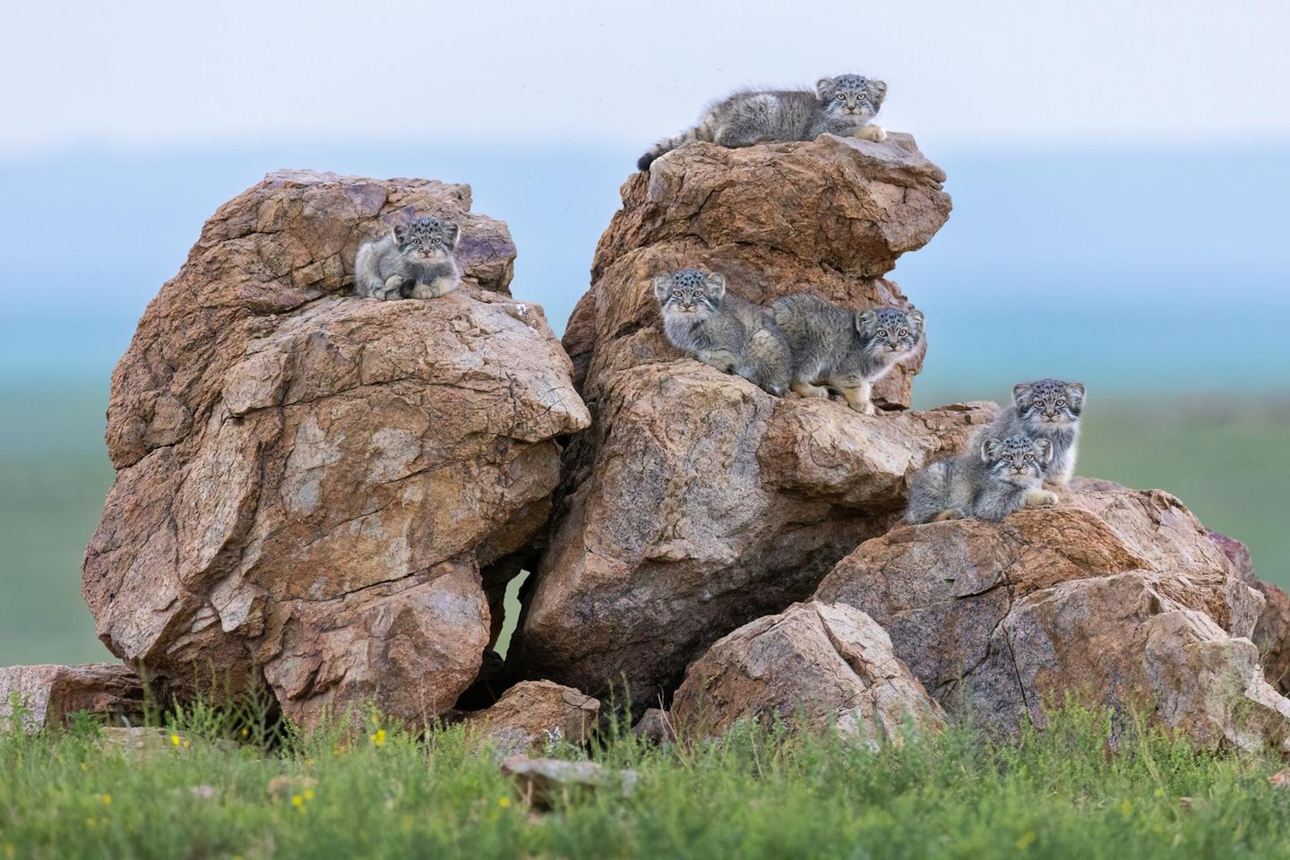 Einige Katzen auf einem Felsen
