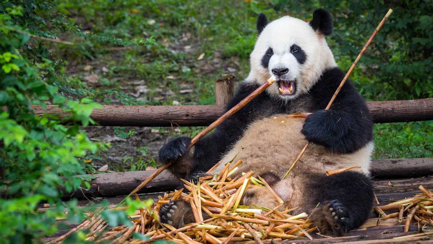 Ein Panda frisst Bambus