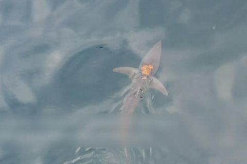 Spektakuläre Aufnahmen: Oktopus surft auf schnellstem Hai der Welt (Video)