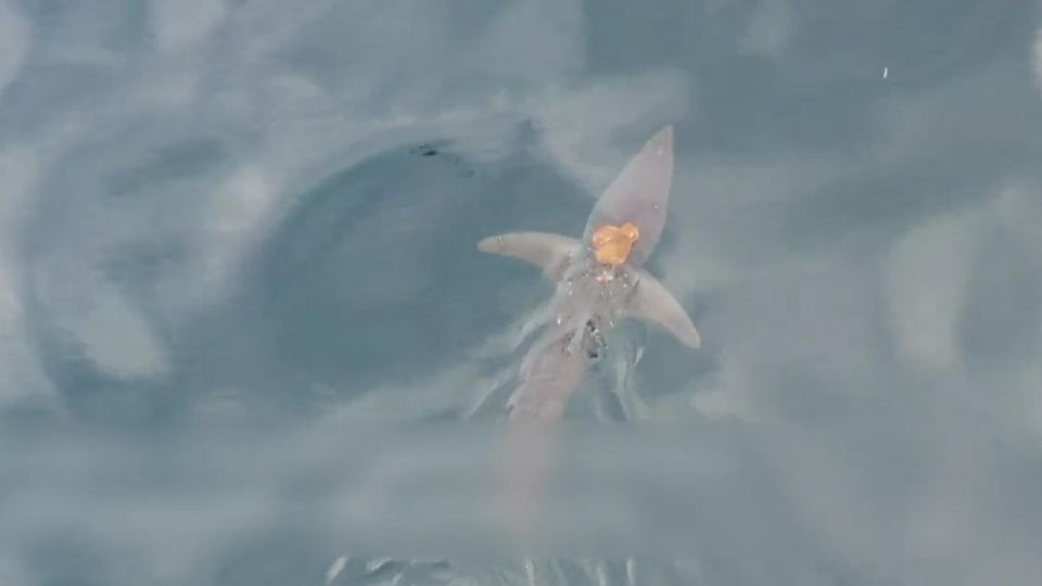 Spektakuläre Aufnahmen: Oktopus surft auf schnellstem Hai der Welt (Video)