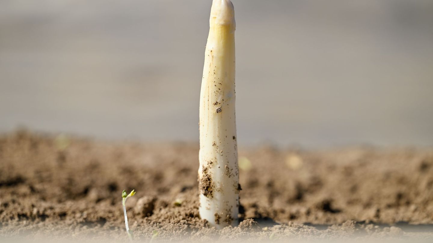 Spargelsaison: Erster Spargel gestochen - geringe Mengen