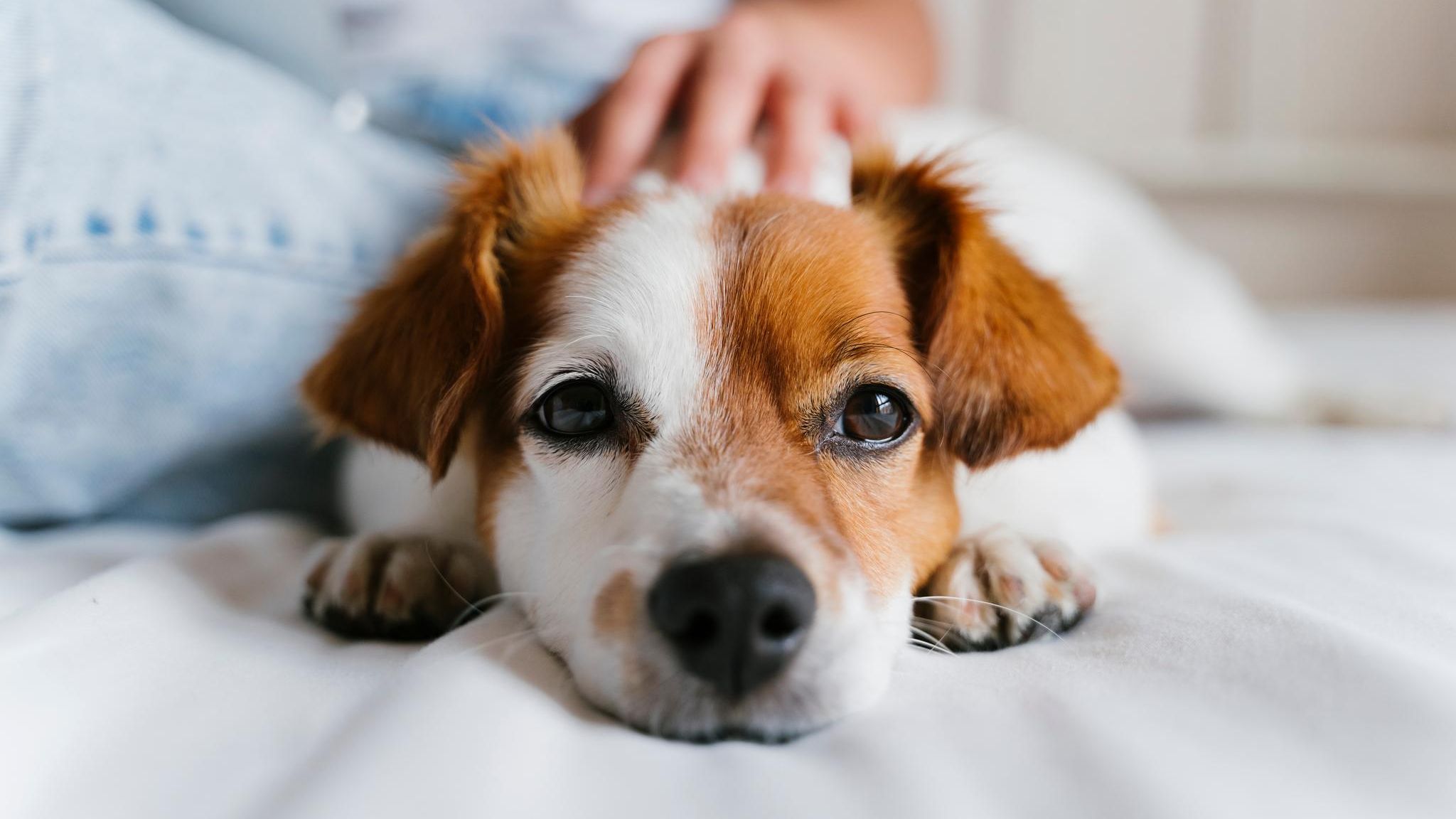 Auch wenn Hunde es wohl nicht immer verstehen: Wir behandeln sie gerne wie Menschen