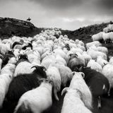 Es gibt ein paar Dinge, die man in Island nicht tun sollte: Eine Münze in einen Geysir werfen, zum Beispiel, Nordlichter mit Blitzlicht fotografieren, sich nur auf das GPS verlassen, am Reynisfjara-Strand in der Brandung spielen – oder blöd im Weg stehen, wenn sich die wilde Schafsherde ihren Weg durch die Furt bahnt