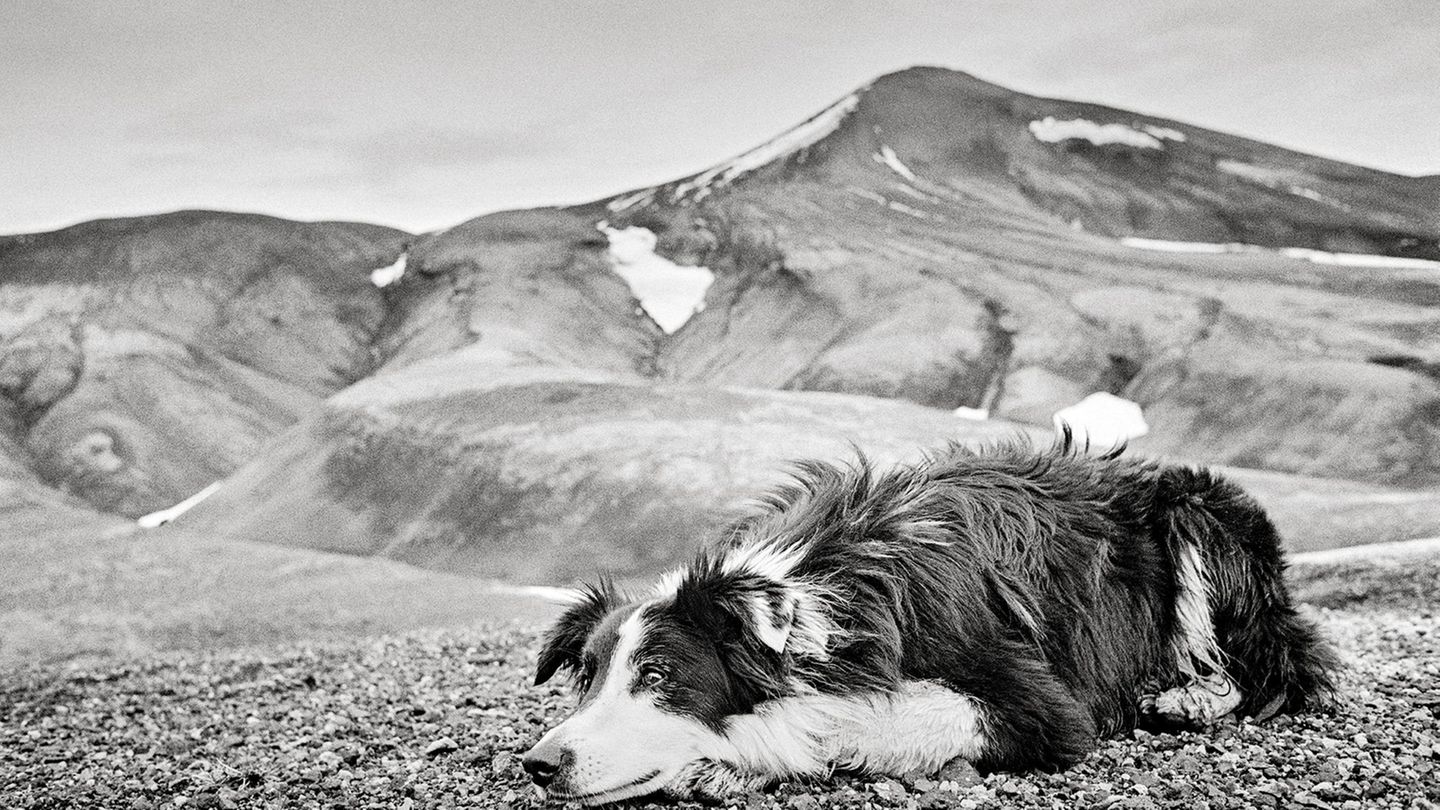 Schafabtrieb in Island: Zwar existiert mit dem Isländischen Schäferhund eine eigene, historisch gewachsene Hunderasse, die eng mit der Schafhaltung auf der Insel verbunden ist. Doch beim Réttir spielen Hunde nur eine untergeordnete Rolle. Das liegt weniger an mangelnder Fähigkeit der Tiere, der Isländische Schäferhund gilt als intelligent, arbeitsfreudig und sozial, sondern an den besonderen geografischen und kulturellen Gegebenheiten: Das Gelände im isländischen Hochland ist oft weitläufig, unwegsam und schwer überschaubar. Die Schafe verteilen sich über riesige Flächen und müssen in großen Gruppen zusammengeführt werden. Dabei verlassen sich die Bauern vor allem auf ihre eigene Ortskenntnis, auf ihre Pferde – und auf das kollektive Gedächtnis der Gemeinschaft. Hunde unterstützen die Bauern vor allem beim Hüten auf den heimischen Höfen Zwar existiert mit dem Isländischen Schäferhund eine eigene, historisch gewachsene Hunderasse, die eng mit der Schafhaltung auf der Insel verbunden ist. Doch beim Réttir spielen Hunde nur eine untergeordnete Rolle. Das liegt weniger an mangelnder Fähigkeit der Tiere, der Isländische Schäferhund gilt als intelligent, arbeitsfreudig und sozial, sondern an den besonderen geografischen und kulturellen Gegebenheiten: Das Gelände im isländischen Hochland ist oft weitläufig, unwegsam und schwer überschaubar. Die Schafe verteilen sich über riesige Flächen und müssen in großen Gruppen zusammengeführt werden. Dabei verlassen sich die Bauern vor allem auf ihre eigene Ortskenntnis, auf ihre Pferde – und auf das kollektive Gedächtnis der Gemeinschaft. Hunde unterstützen die Bauern vor allem beim Hüten auf den heimischen Höfen