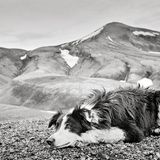 Zwar existiert mit dem Isländischen Schäferhund eine eigene, historisch gewachsene Hunderasse, die eng mit der Schafhaltung auf der Insel verbunden ist. Doch beim Réttir spielen Hunde nur eine untergeordnete Rolle.  Das liegt weniger an mangelnder Fähigkeit der Tiere, der Isländische Schäferhund gilt als intelligent, arbeitsfreudig und sozial, sondern an den besonderen geografischen und kulturellen Gegebenheiten: Das Gelände im isländischen Hochland ist oft weitläufig, unwegsam und schwer überschaubar. Die Schafe verteilen sich über riesige Flächen und müssen in großen Gruppen zusammengeführt werden. Dabei verlassen sich die Bauern vor allem auf ihre eigene Ortskenntnis, auf ihre Pferde – und auf das kollektive Gedächtnis der Gemeinschaft.   Hunde unterstützen die Bauern vor allem beim Hüten auf den heimischen Höfen