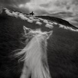 Islandschafe tragen ein anpassungsfähiges Vlies: zweischichtig, und damit auf das raue Klima der subarktischen Insel zugeschnitten. Die äußere Schicht, das sogenannte Tog, besteht aus langen, groben Fasern, die Wasser abweisen. Darunter liegt das feinere, weiche þel – es speichert Wärme und schützt vor Kälte und Wind. 