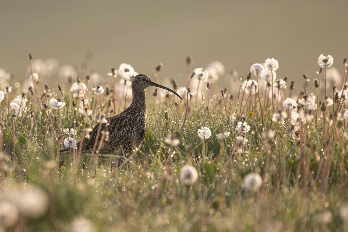 Morgenstimmung mit Brachvogel Großer Brachvogel