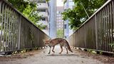 Rotfuchs
