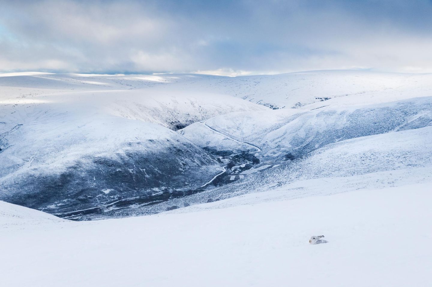 Fast perfekt getarnt Highlands Schottland