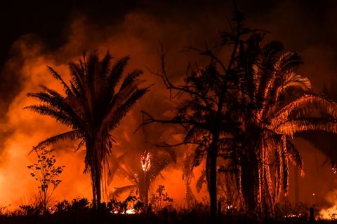 Waldbrände im brasilianischen Amazonas-Gebiet