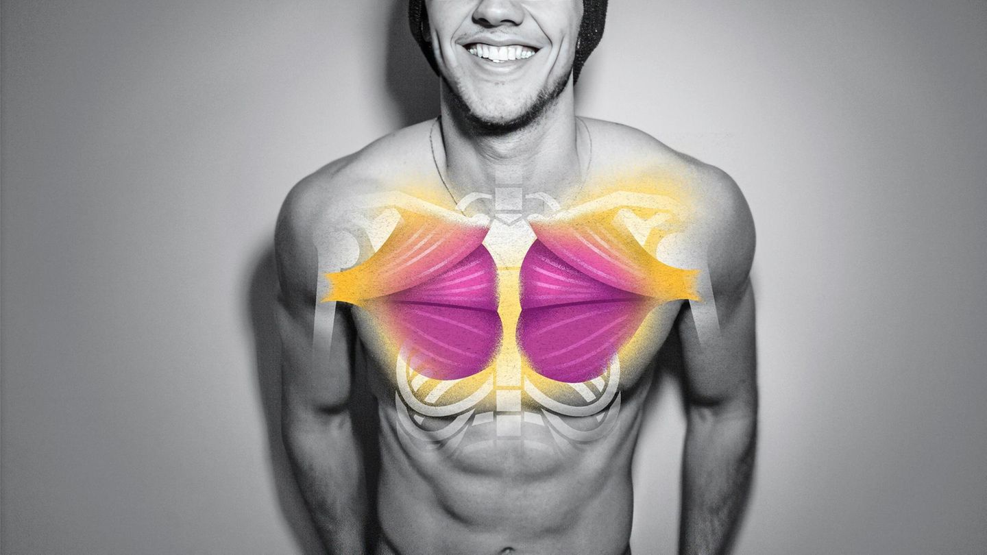 männlicher Oberkörper mit illustrierten Muskeln
