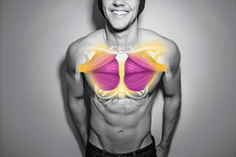 männlicher Oberkörper mit illustrierten Muskeln