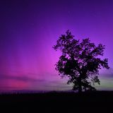 Lavendel-Himmel  Starke Sonnenwinde machen's möglich: Polarlichter über einem Weinberg in der Bretagne. Die violette Färbung stammt von Stickstoffatomen, die hoch oben in der Atmosphäre angeregt werden