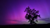 Lavendel-Himmel  Starke Sonnenwinde machen's möglich: Polarlichter über einem Weinberg in der Bretagne. Die violette Färbung stammt von Stickstoffatomen, die hoch oben in der Atmosphäre angeregt werden