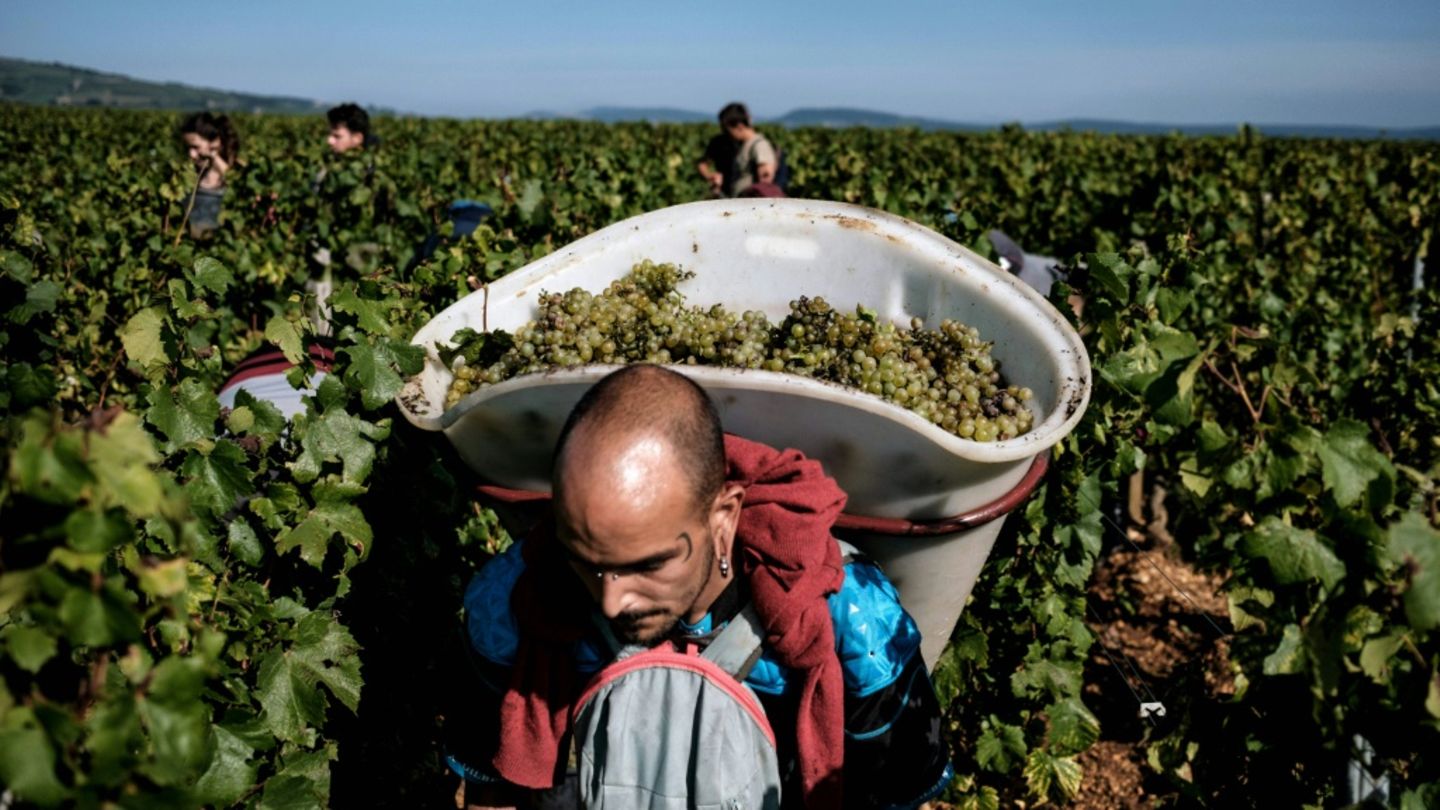 Weinernte
