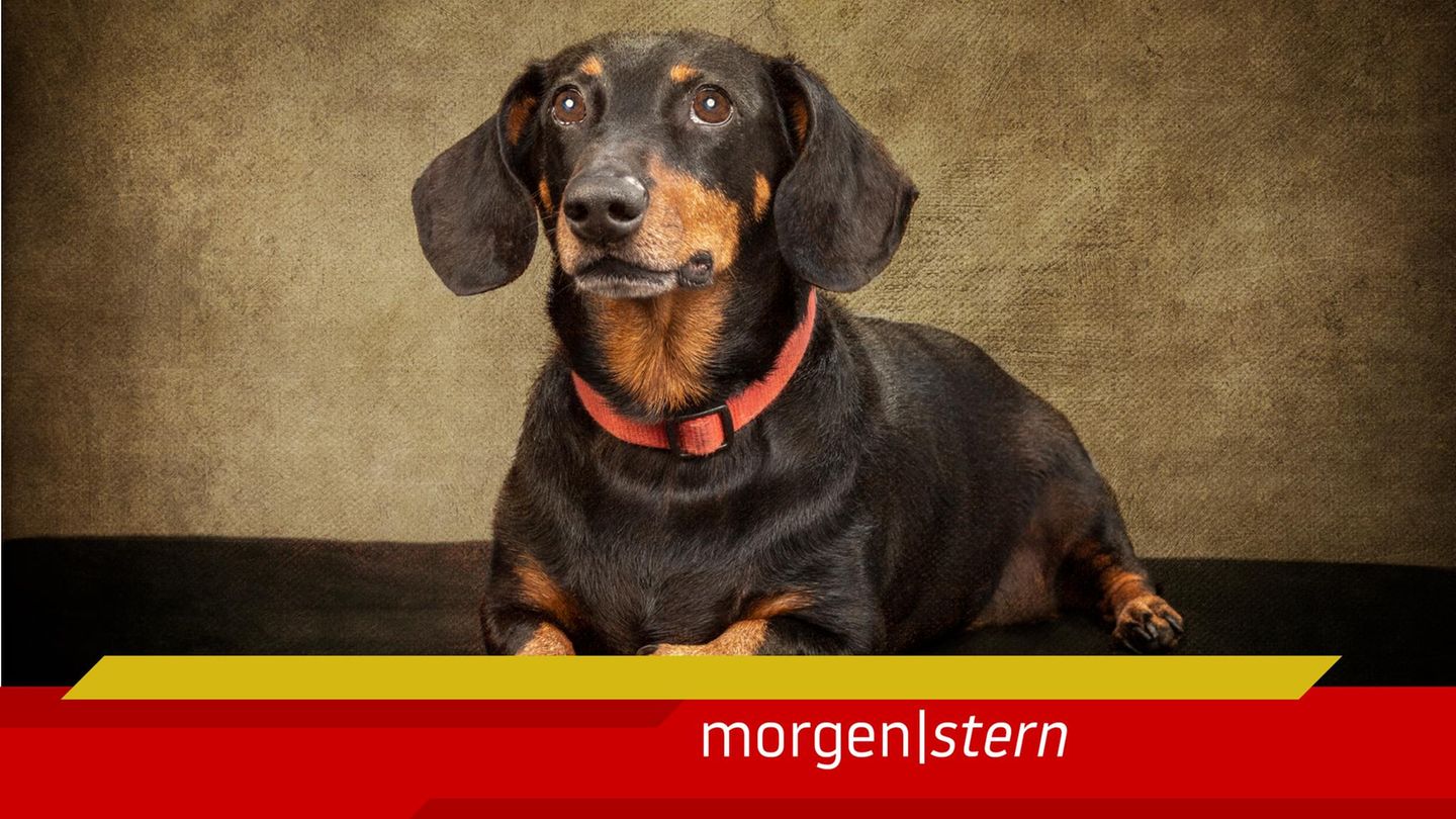Morgenstern Dackel