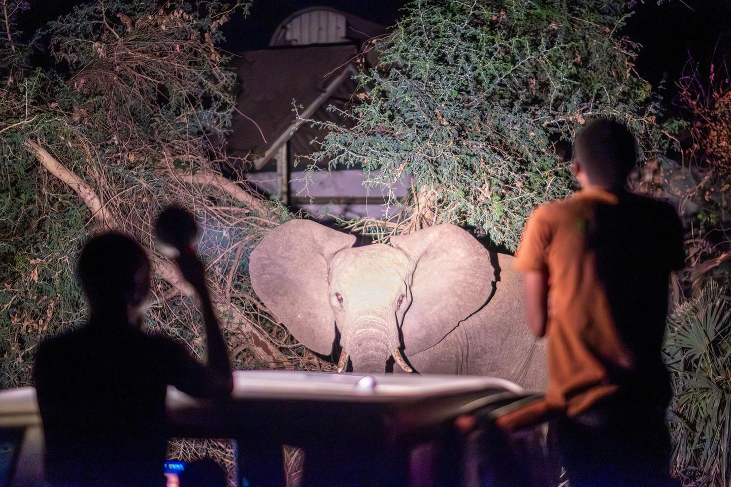 Mitglieder des Elephant Response Teams beobachten einen Elefanten bei der Fütterung
