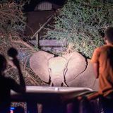 Mitglieder des Elephant Response Teams beobachten einen Elefanten bei der Fütterung