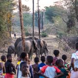 Bewohner des Lindaer Vororts Livingston beobachten eine Elefantenherde
