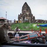 Fotografie: Ein Mann besprüht Langschwanzmakaken mit Alkohol