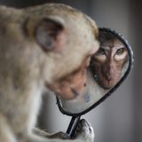 Fotografie: Ein Langschwanzmakake schaut in den Seitenspiegel eines Motorrads