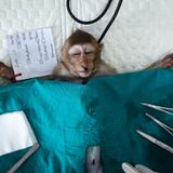 Ein junger Langschwanzmakak liegt betäubt auf einem OP-Tisch.