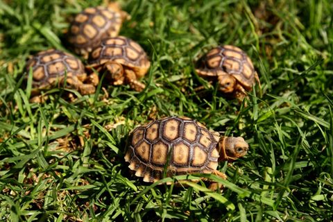 Junge Schildkröten