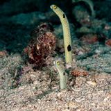 Meerestiere: Röhrenaal