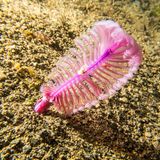 Meerestiere: Seefeder