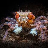 Meerestiere: Boxerkrabbe