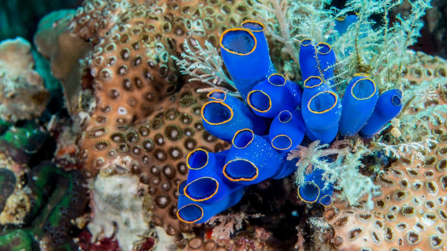 Meerestiere: Blaue Seescheide