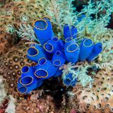 Meerestiere: Blaue Seescheide