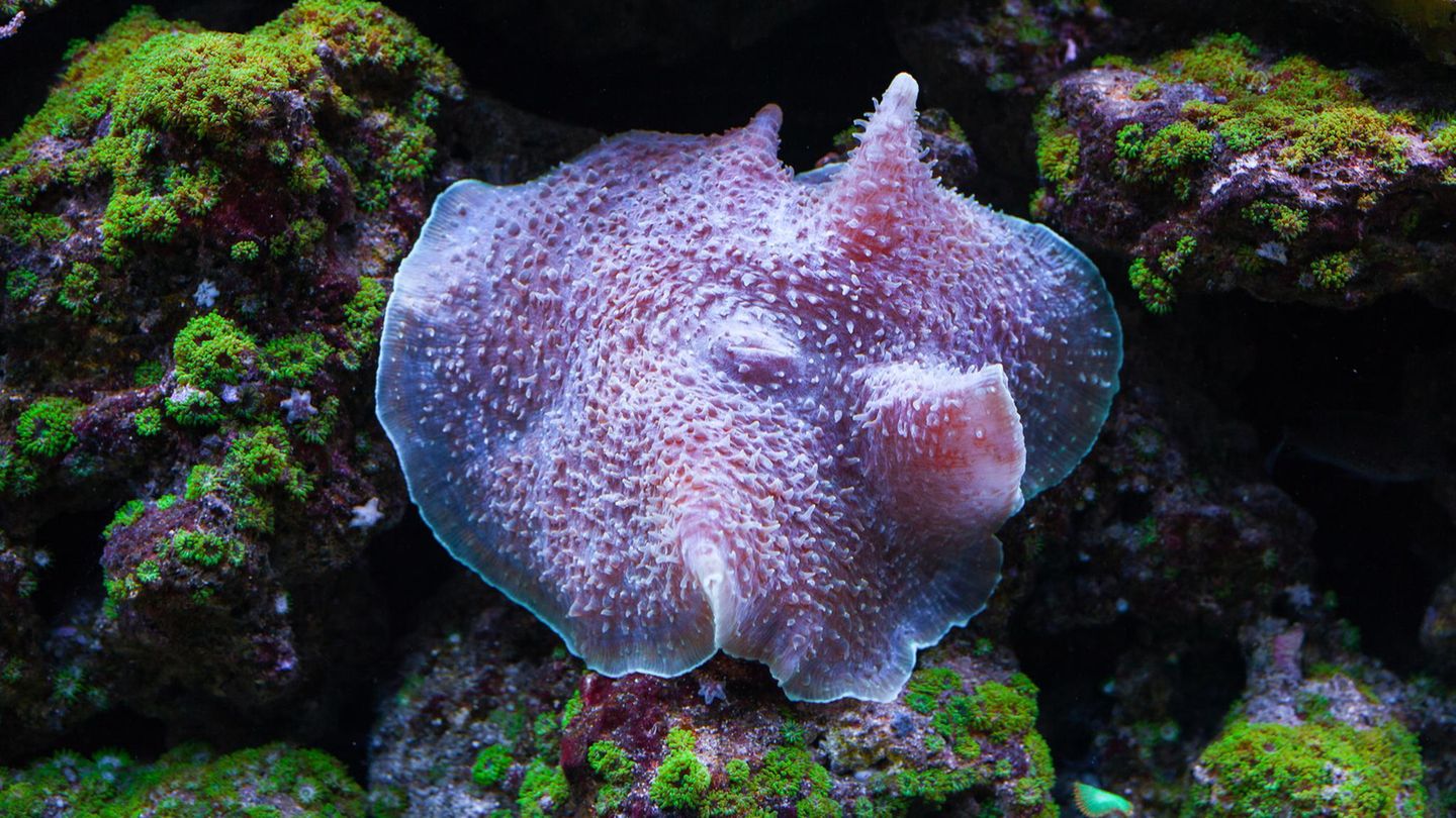 Meerestiere: Großes Elefantenohr