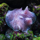 Meerestiere: Großes Elefantenohr