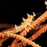 Meerestiere: Zerbrechliche Peitschenkoralle mit Horngarnele