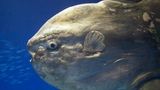 Meerestiere: Mondfisch