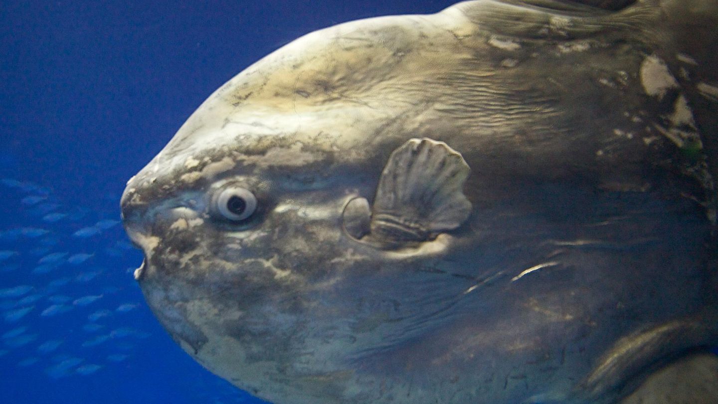Meerestiere: Mondfisch