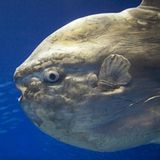 Meerestiere: Mondfisch