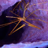 Meerestiere: Pfeilkrabbe im Röhrenschwamm