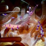 Meerestiere: Pfauenaugen Anemonengarnele