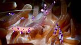 Meerestiere: Pfauenaugen Anemonengarnele