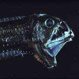 Meerestiere: Viperfisch