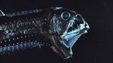 Meerestiere: Viperfisch